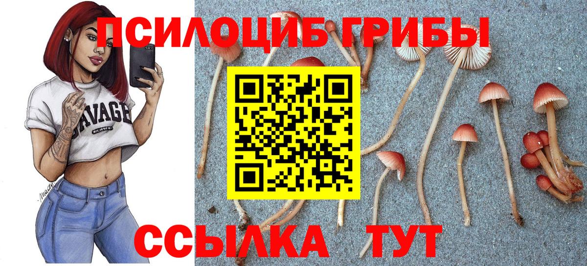 Нарткала  даркнет сайт  Галлюциногенные грибы прущие грибы  Вход с VPN  Псилоцибиновые грибы Psilocybe 